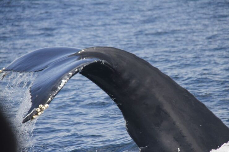 Terceira: Whale and Dolphin Watching in a Zodiac Boat - Activity Details
