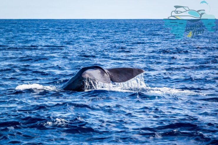 Terceira: Whale and Dolphin Watching in a Zodiac Boat - Experience
