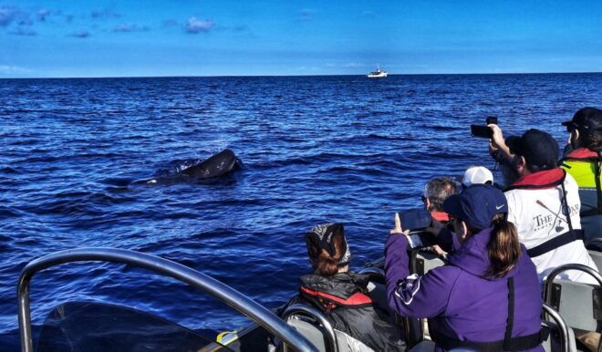 Terceira: Whale and Dolphin Watching in a Zodiac Boat - Inclusions