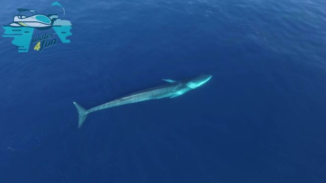 Terceira: Whale and Dolphin Watching in a Zodiac Boat - Not Suitable for