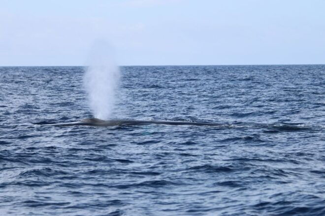 Terceira: Whale and Dolphin Watching in a Zodiac Boat - Customer Reviews