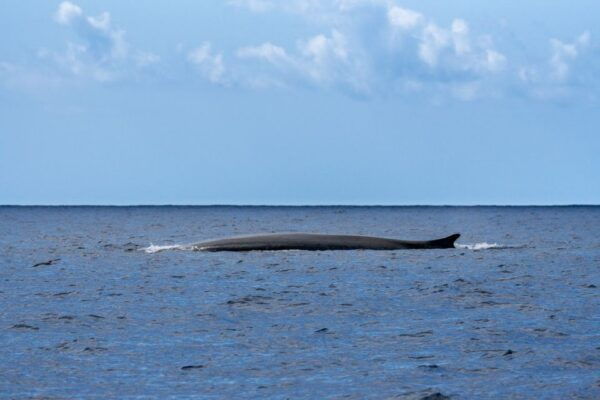 Terceira: Whale and Dolphin Watching in a Zodiac Boat - Directions