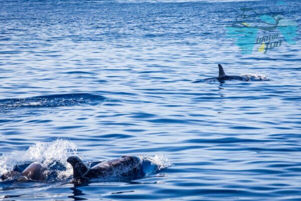 Terceira: Whale and Dolphin Watching in a Zodiac Boat - The Sum Up
