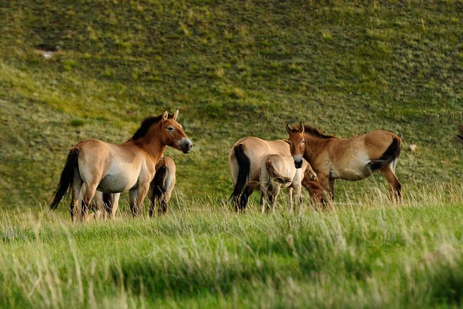 Terelj and Khustai National Parks Mongolia 1-2 Days - Activities and Sightseeing