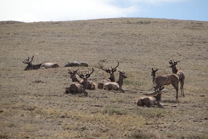 Terelj and Khustai National Parks Mongolia 1-2 Days - Cancellation Policy