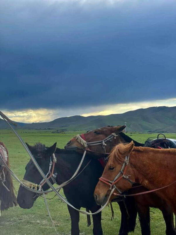 Terelj national park transport /Best price tour - Good To Know