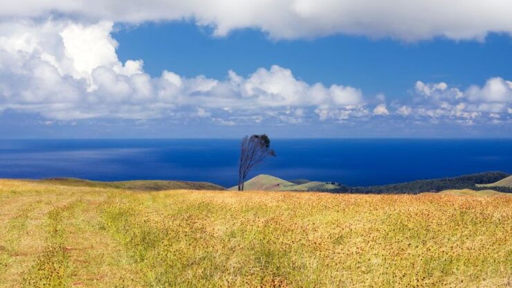 Terevaka Horse Excursion: the Highest Point and 360 View. - Booking Information