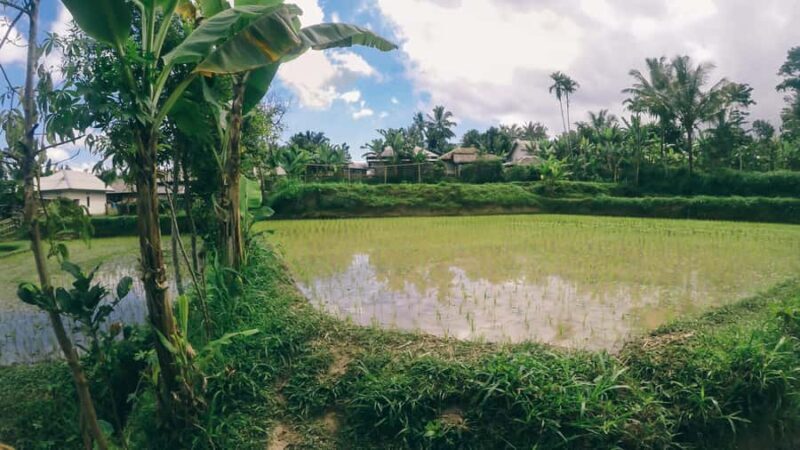 Tetebatu Day Tour: Waterfalls, Rice Fields & Local Life - An Honest Breakdown of the Tetebatu Day Tour