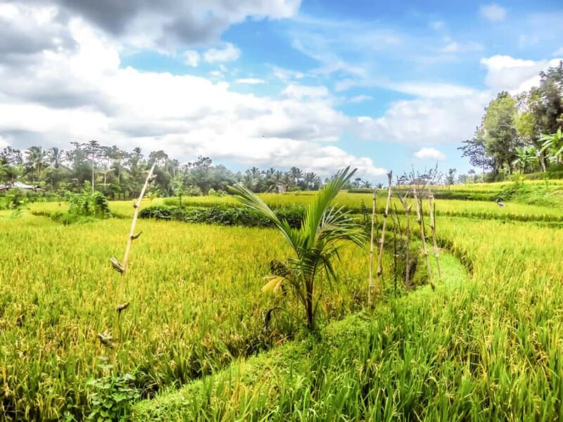 Tetebatu Day Tour: Waterfalls, Rice Fields & Local Life - Who Would Love This Tour?