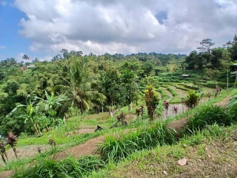 Tetebatu Panorama Walk: Rice Fields, Waterfall & Monkeys - Good To Know