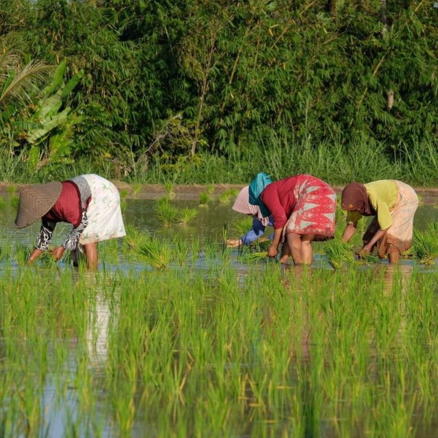 Tetebatu: Rice Fields, Waterfall, & Monkey Forest Day Tour - Review Summary