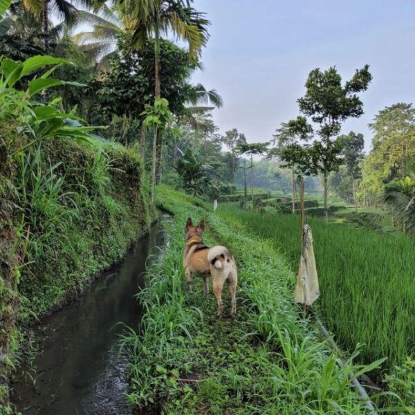 Tetebatu: Rice Fields, Waterfall, & Monkey Forest Day Tour - Common Questions