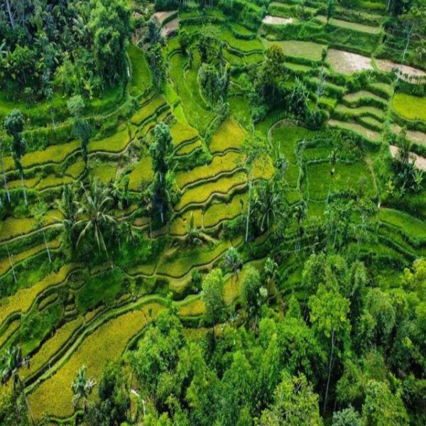 Tetebatu: Rice Fields, Waterfall, & Monkey Forest Day Tour - The Sum Up