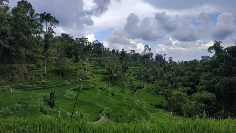 Tetebatu : Ricefield tour,waterfall and monkey forest - The Hike Itself