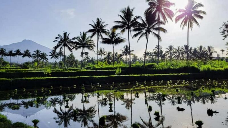 Tetebatu : Ricefield tour,waterfall and monkey forest - Cost and Value