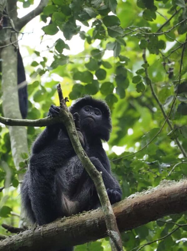 Tetebatu & Ricefield, Waterfall, Monkey forest. - Good To Know