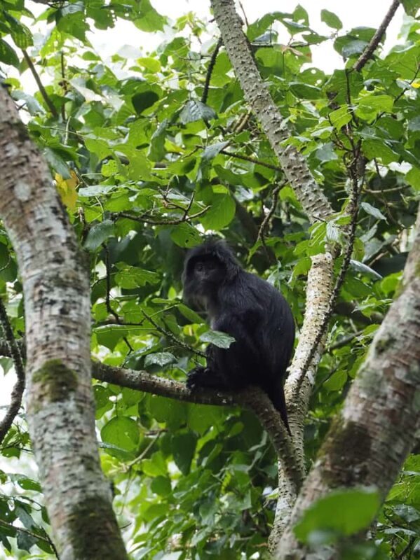 Tetebatu & Ricefield, Waterfall, Monkey forest. - Good To Know