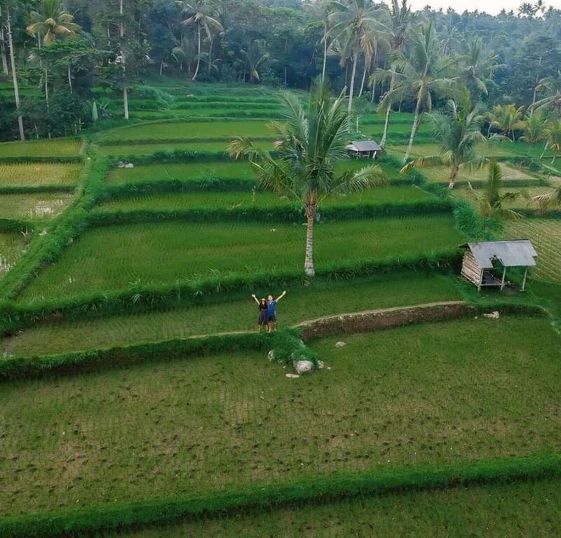Tetebatu : Walk on Rice Terrace, Waterfall and Black Mongky - An In-Depth Look at the Tetebatu Day Tour