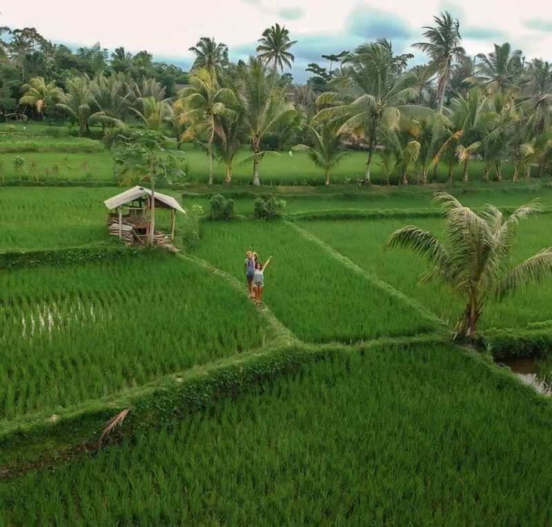 Tetebatu : Walk on Rice Terrace, Waterfall and Black Mongky - The Sum Up