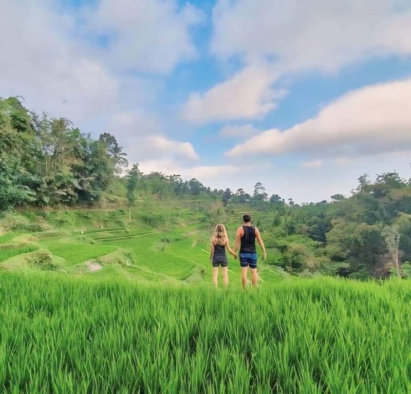 Tetebatu : Waterfall, Rice Fields & Monkey Forest Full day - A Deep Dive into the Tetebatu Full Day Tour