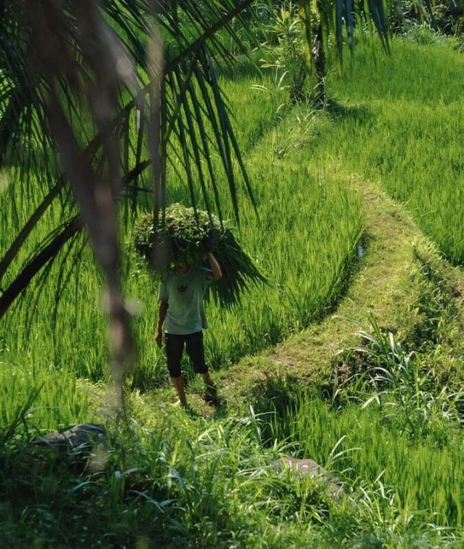 Tetebatu : Waterfall, Rice Fields & Monkey Forest Full day - Good To Know