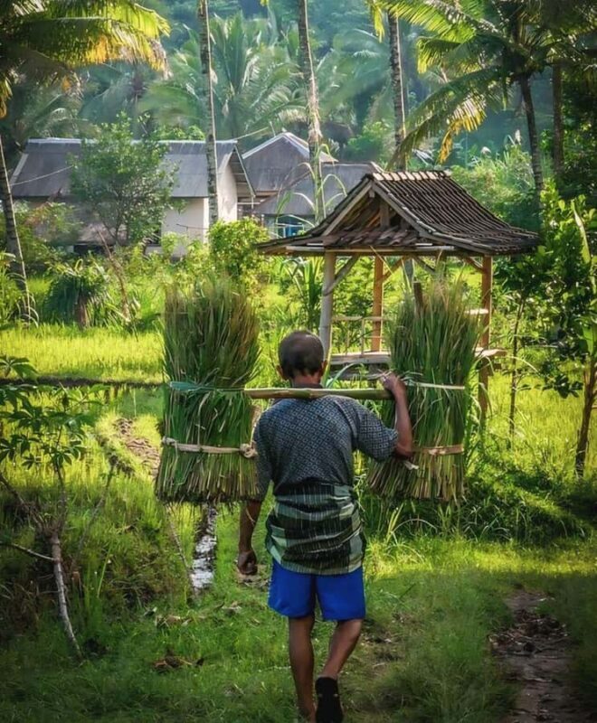 Tetebatu : Waterfall, Rice Fields & Monkey Forest Full day - A Deep Dive into the Experience