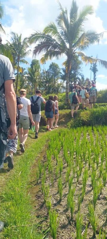 Tetebatu: Waterfalls, Spices, Rice Terrace, Monkey forest - Good To Know