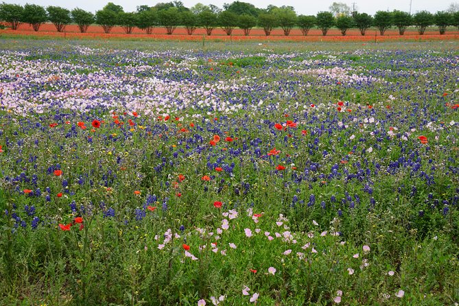 Texas Hill Country and LBJ Tour From San Antonio - Itinerary and Schedule