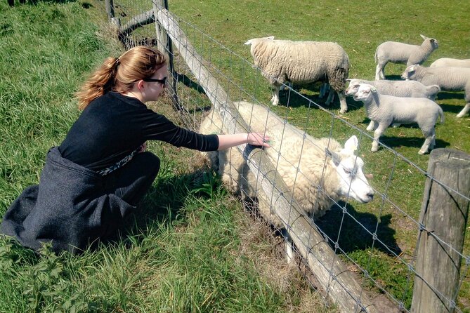 Texel Day Tour With Guide - Local Guide Expertise