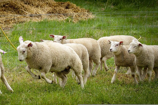Texel Day Tour With Guide - Important Tips and Reminders
