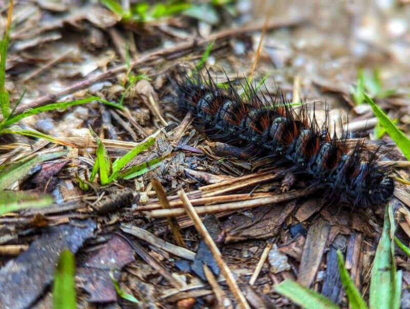 Thangappuwa Falls: Explore One of Knuckles 7 Cascades - The Trail and Environment