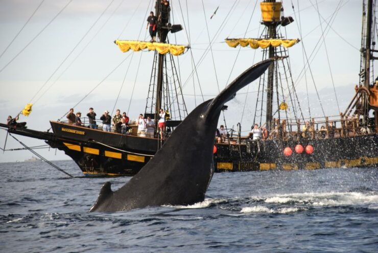 Thar She Blows! Whale Watching Pirate Cruise - Booking Details