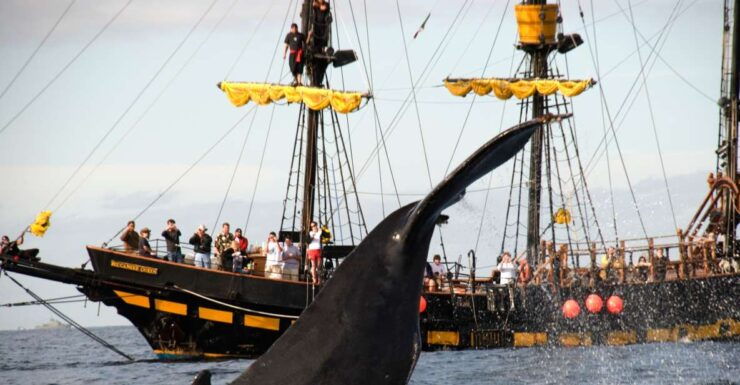 Thar She Blows! Whale Watching Pirate Cruise - Experience Highlights