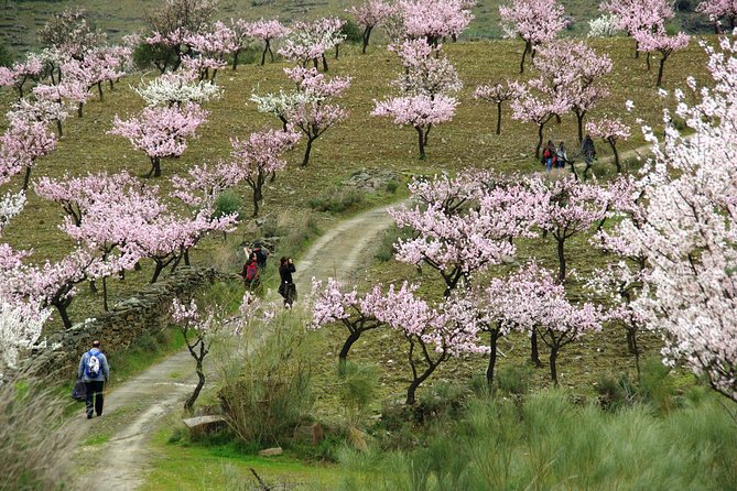The Almond Blossom - Pickup Details for The Almond Blossom