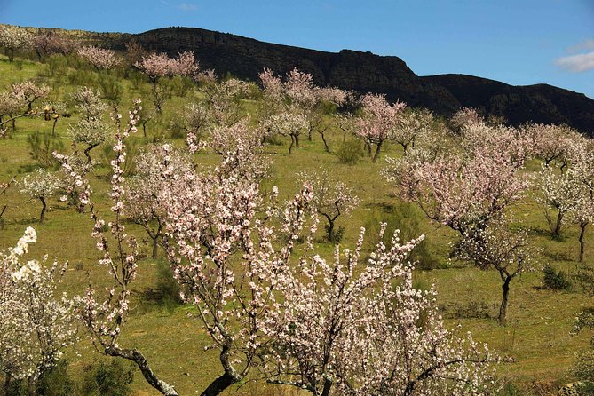 The Almond Blossom - Frequently Asked Questions