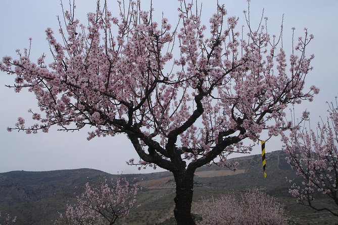The Almond Blossom - The Sum Up