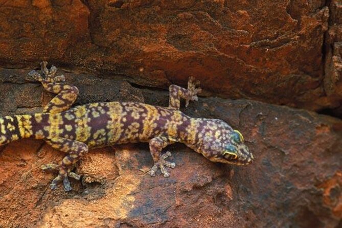 The Amazing Kings Canyon: 4-Hours Walking Tour and Hike - Common Questions