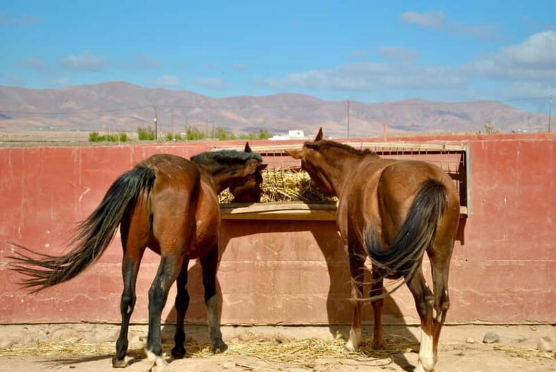 The Animal Academy - Shelter Tour - A Detailed Look at the Shelter Tour Experience