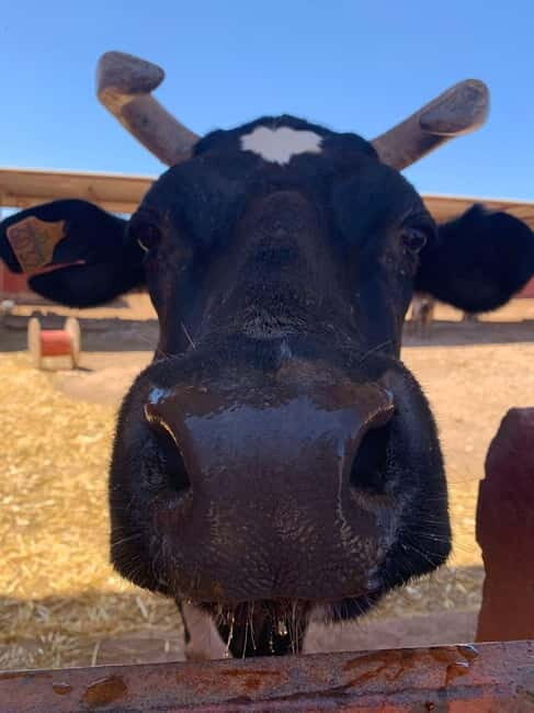 The Animal Academy - Shelter Tour - FAQ