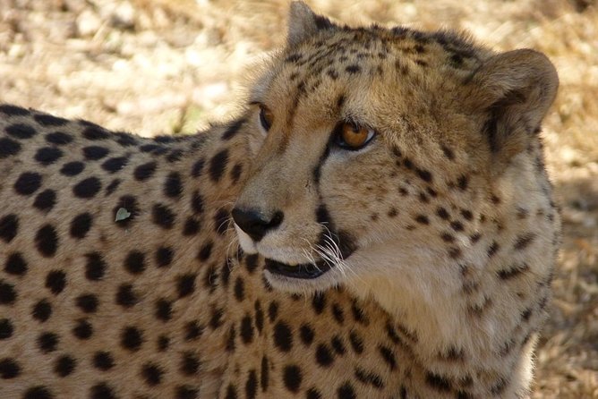 The Ann Van Dyk Cheetah Guided Tour - Tour Overview