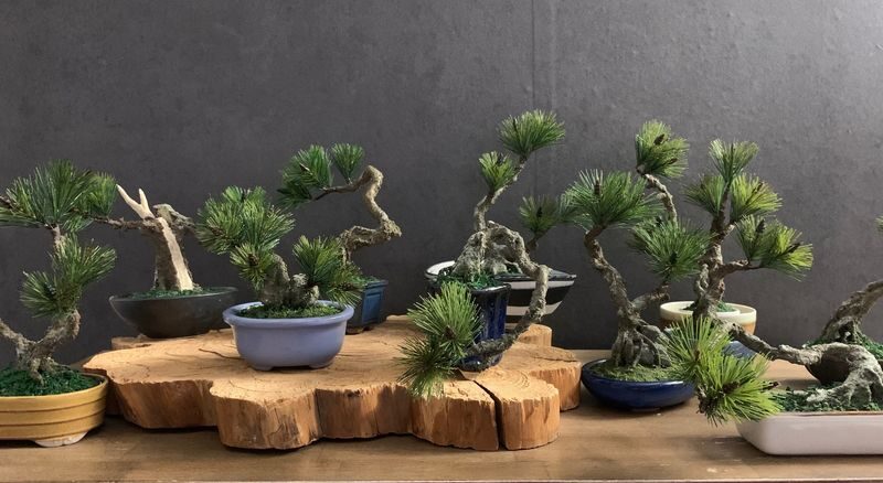 The Art of "Zero-Care" Bonsai: Authentic Crafting in Asakusa - Crafting a bonsai in one afternoon