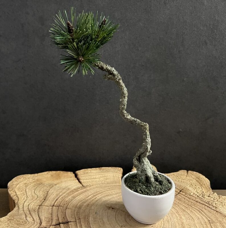 The Art of "Zero-Care" Bonsai: Authentic Crafting in Asakusa - What the two-hour workshop is like