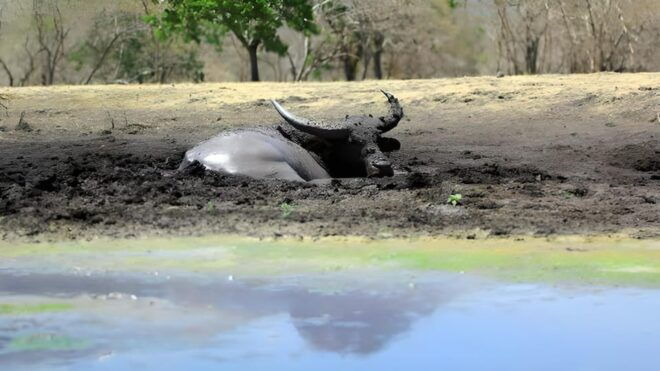 The Authentic Sunset Of Baluran National Park Banyuwangi - Detailed Itinerary
