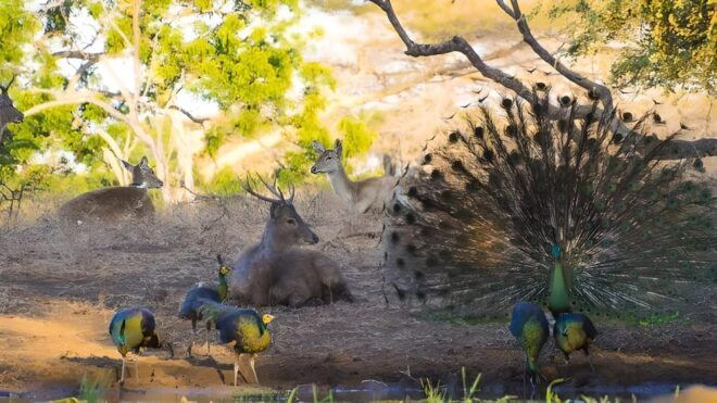 The Authentic Sunset Of Baluran National Park Banyuwangi - Wildlife and Nature Exploration