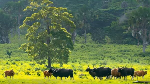 The Authentic Sunset Of Baluran National Park Banyuwangi - Tips for an Enjoyable Visit