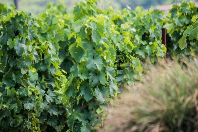 THE AUTOCTONES TASTING - Directions