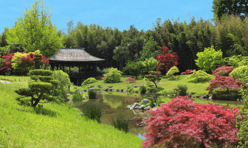 The Bamboo Grove in Cévennes Ticket - Garden Highlights