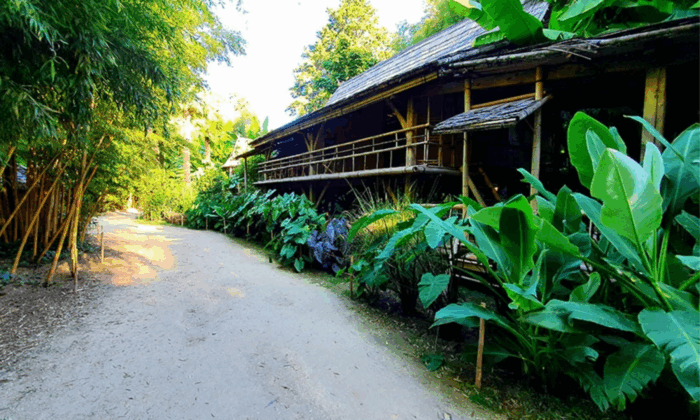 The Bamboo Grove in Cévennes Ticket - Explore the Bamboo Wonders