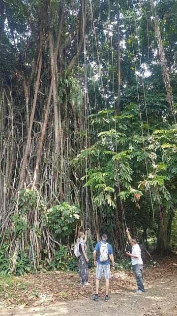 The Beautiful Garden, Rice Terrace and Waterfall In Bogor - Practical Details and What to Expect