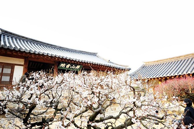 The Beauty of the Korea Cherry Blossom Discover 9days 8nights - Tour Overview